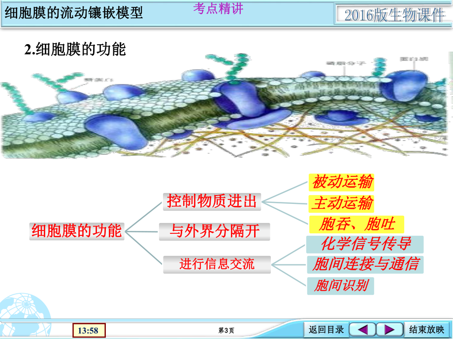 1-2-02基础考点强化类细胞膜的流动镶嵌模型.ppt_第3页