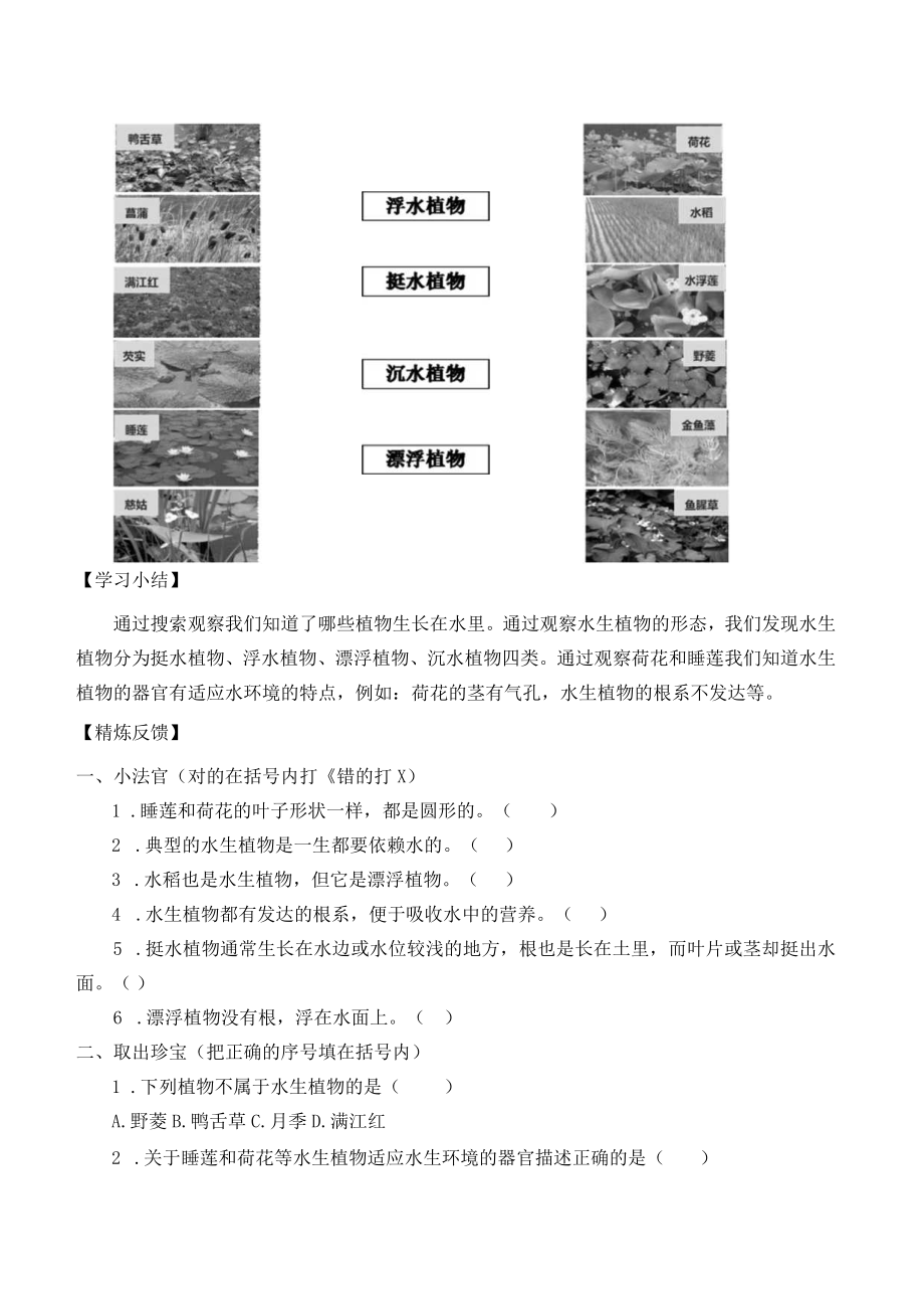 个人学案睡莲和荷花.docx_第3页