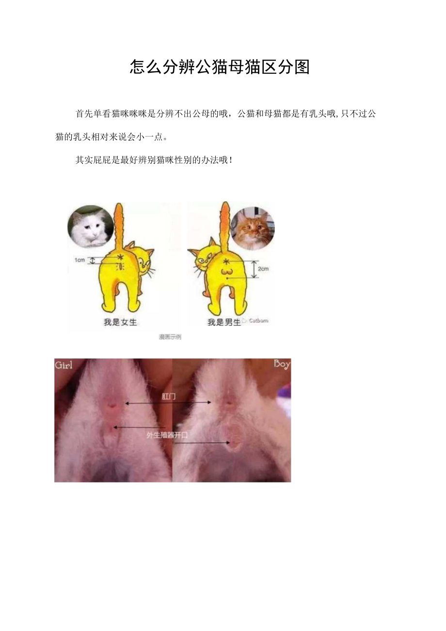 怎么分辨公猫母猫区分图.docx_第1页