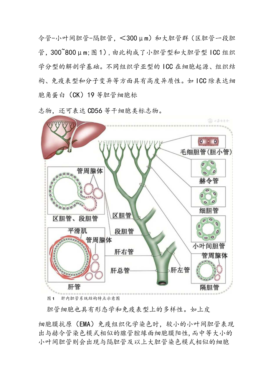 肝内胆管癌病理诊断专家共识（2022版）.docx_第3页