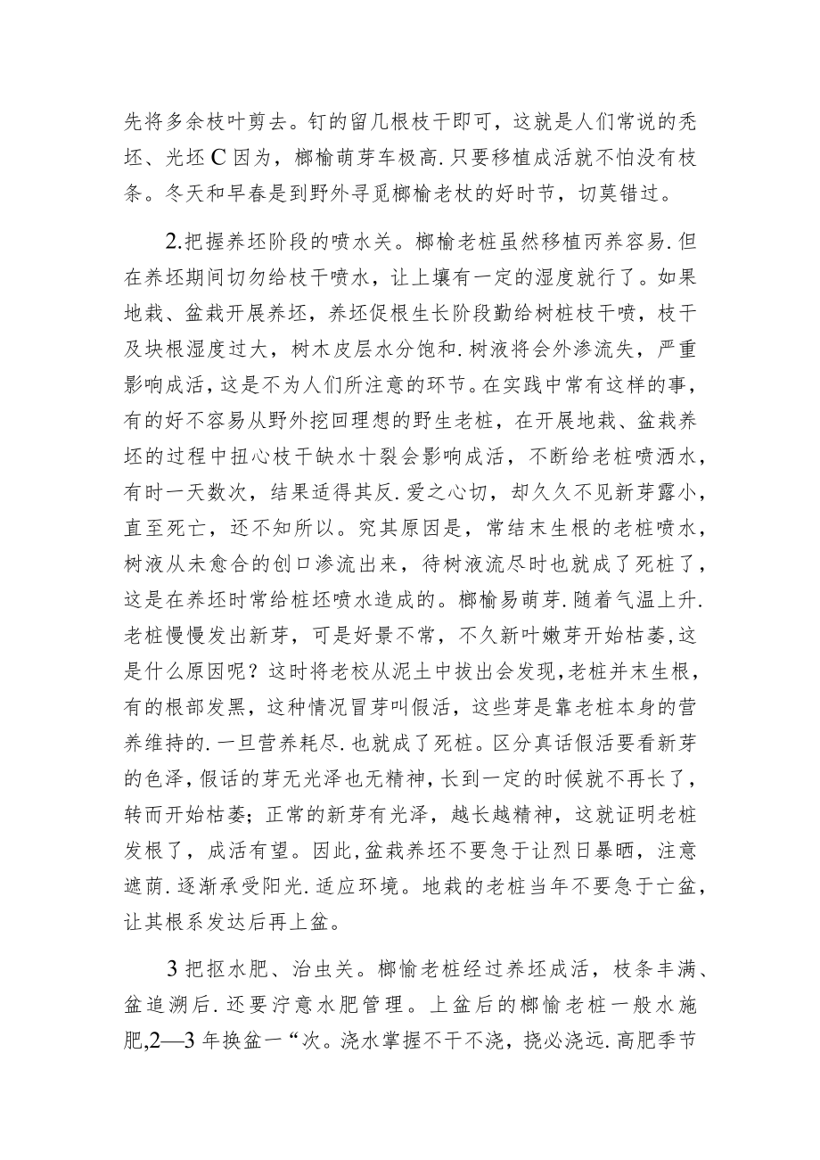 榔榆老桩采挖与培育.docx_第2页