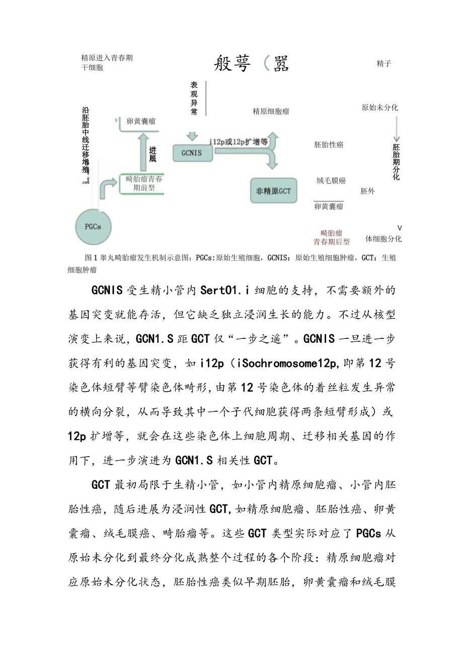 对睾丸与卵巢畸胎瘤临床病理特征的认识及思考.docx_第3页