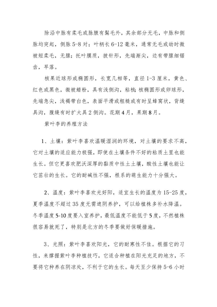 紫叶李栽培注意事项.docx_第2页