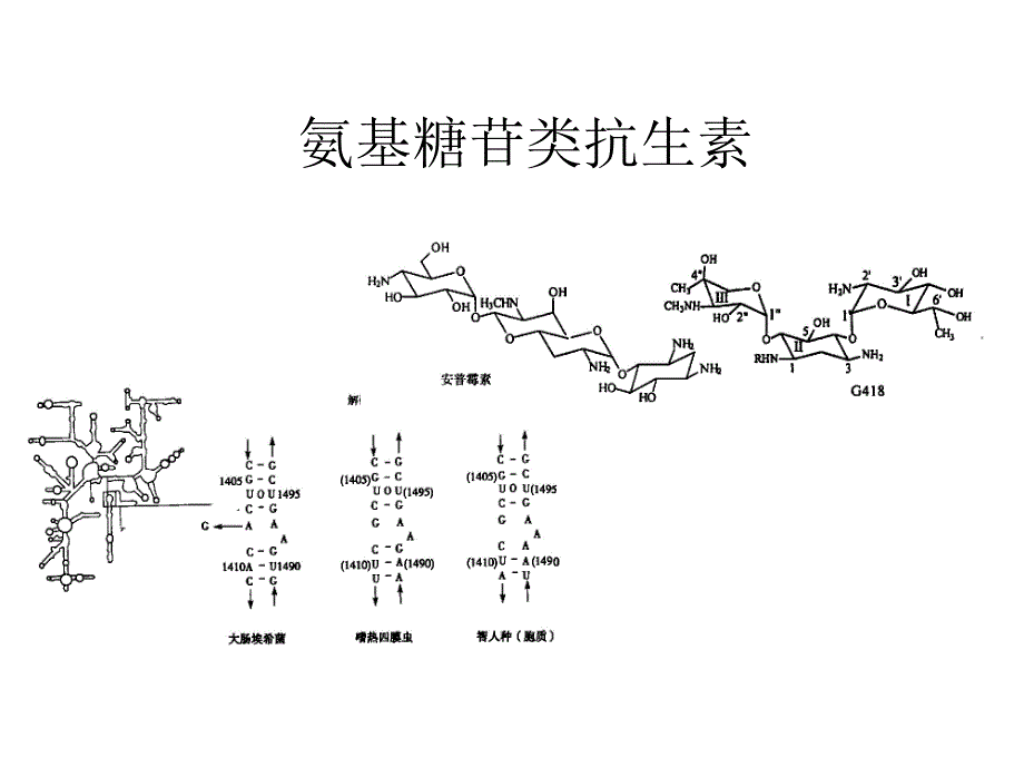 氨基糖苷类抗生素.ppt_第1页