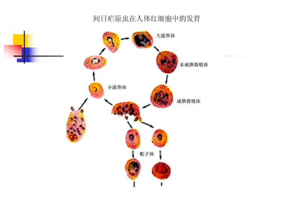 显微镜下疟原虫薄血膜形态鉴别特征.ppt_第3页