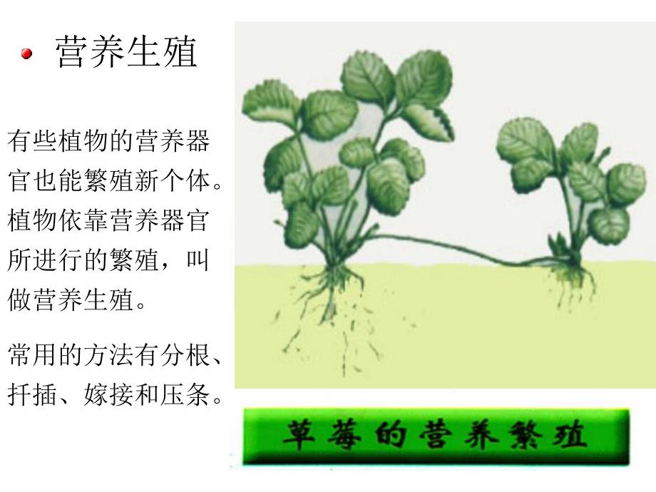 植物的无性生殖2.ppt_第3页