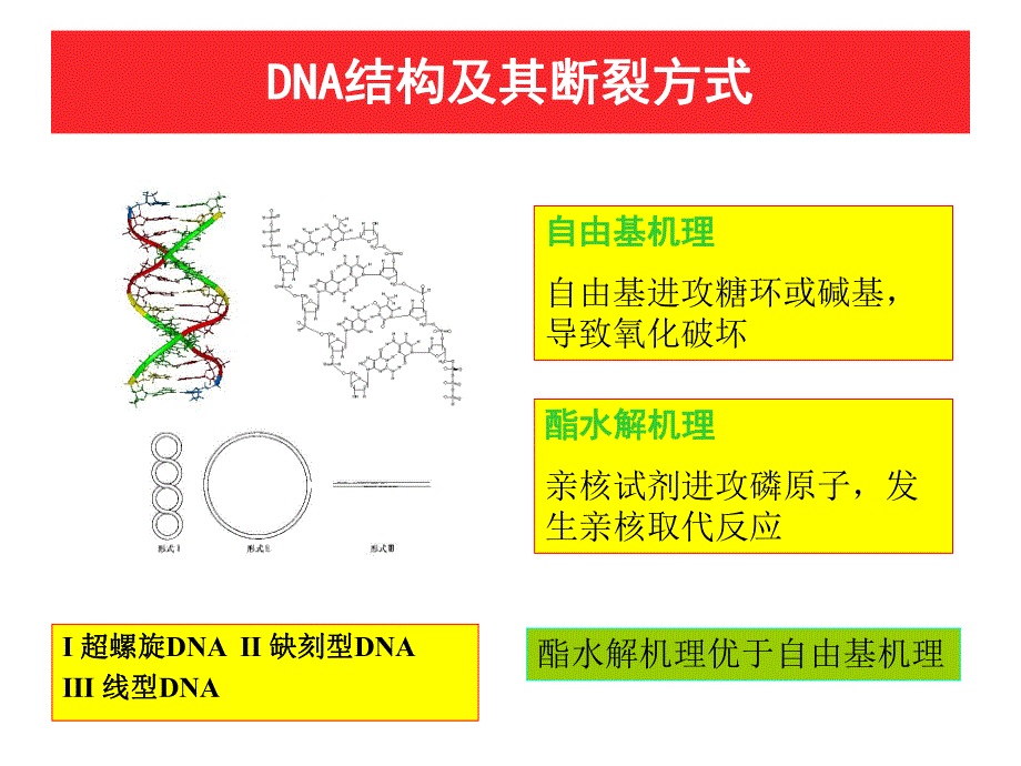 氨基酸铜配合物的合成、表征及对质粒DNA的切割.ppt_第3页