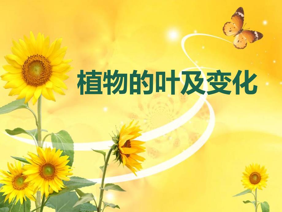 植物的叶及变化.ppt_第1页