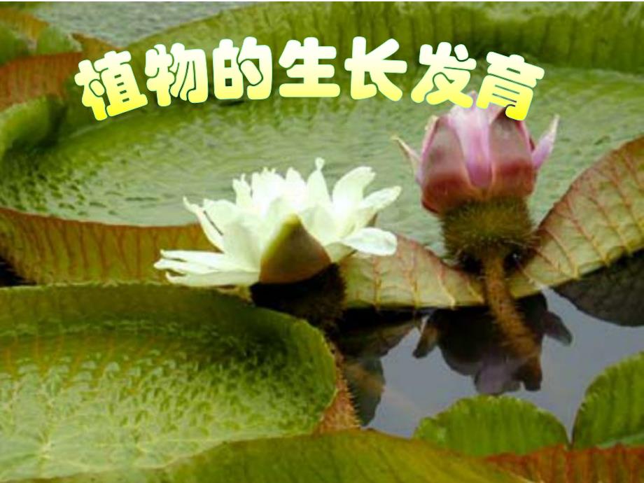 植物的生长发育.ppt_第1页