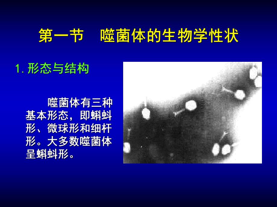 第04章噬菌体ppt课件名师编辑PPT课件.ppt_第3页