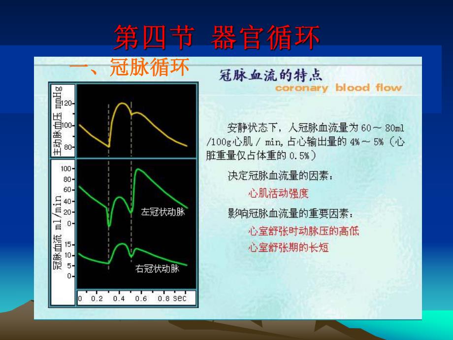 循环生理器官循环.ppt_第1页