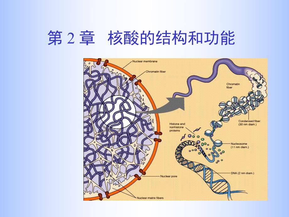 第02章核酸.ppt_第1页