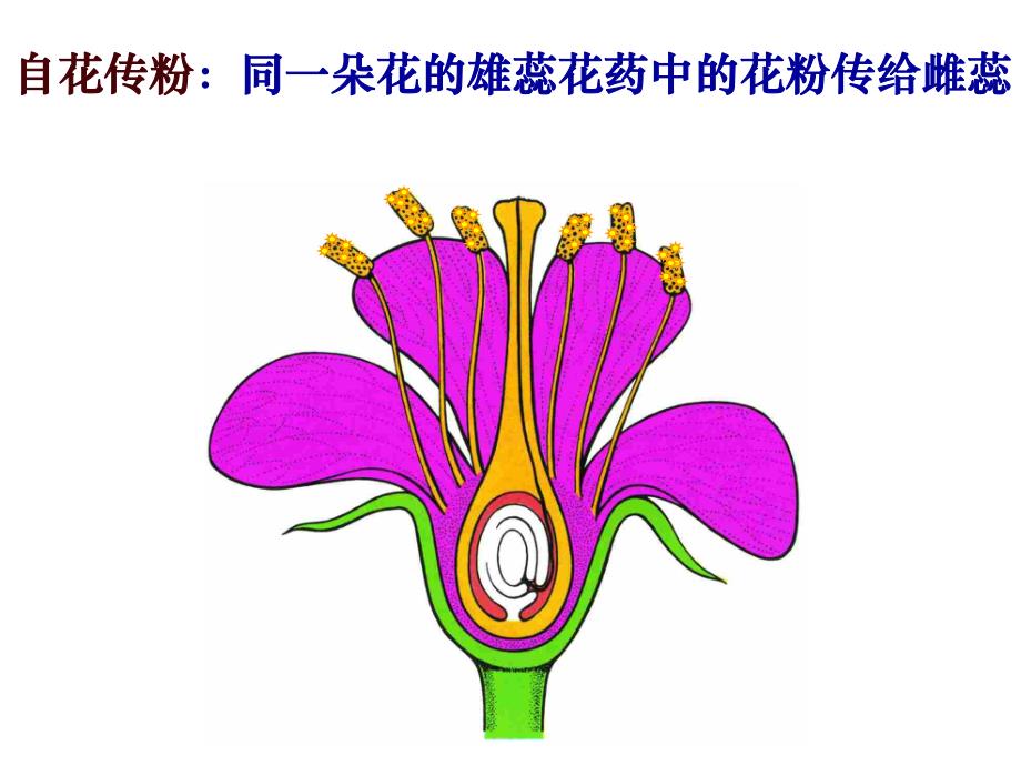 植物的有性生殖.ppt_第3页