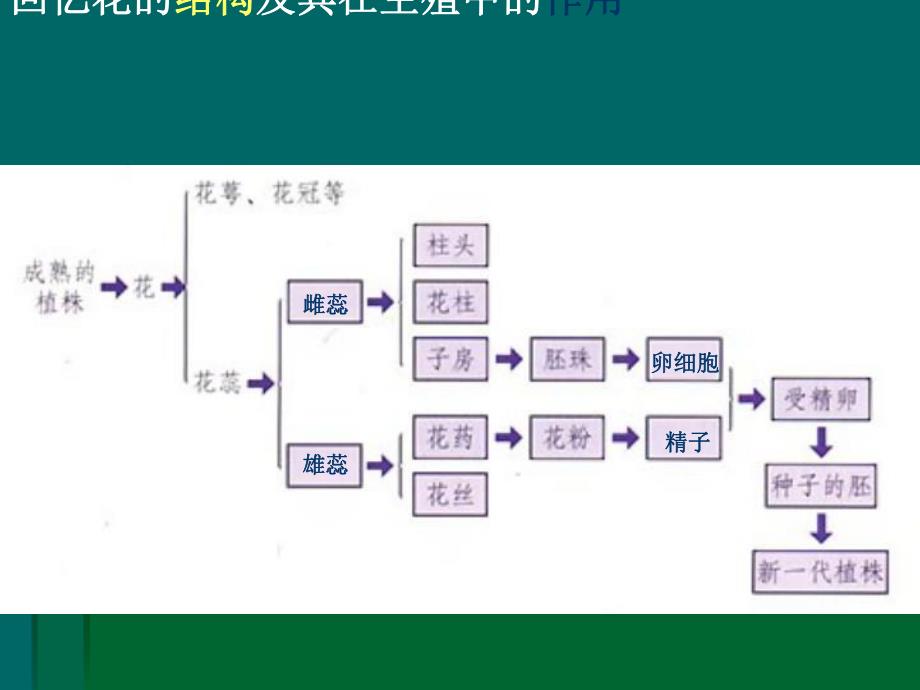 植物的生殖和发育.ppt_第2页