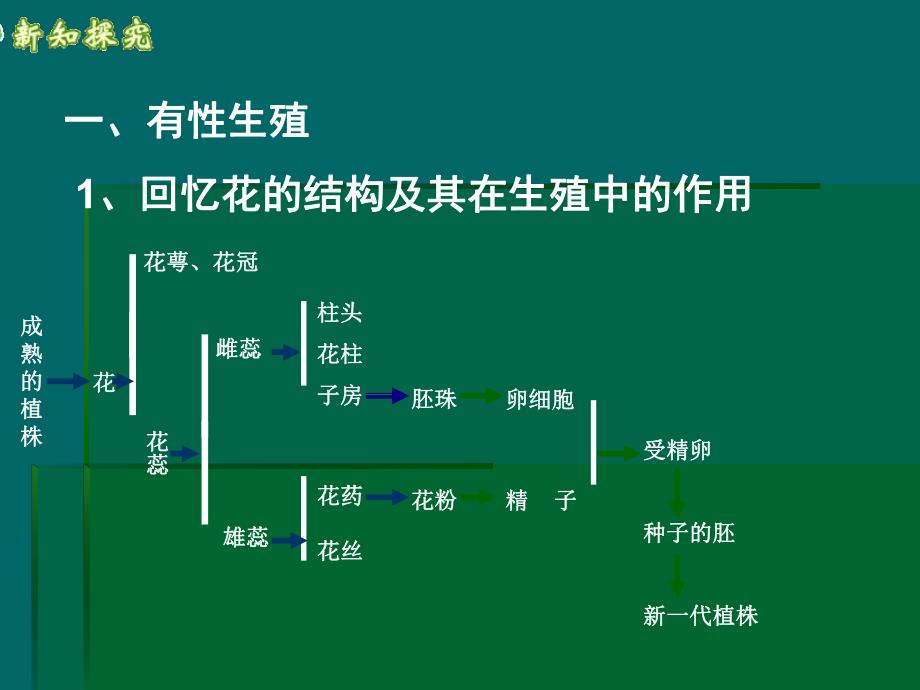 植物的生殖和发育.ppt_第3页