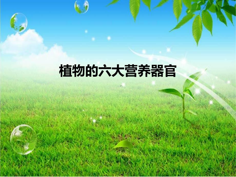 植物的六大营养器官.ppt_第1页