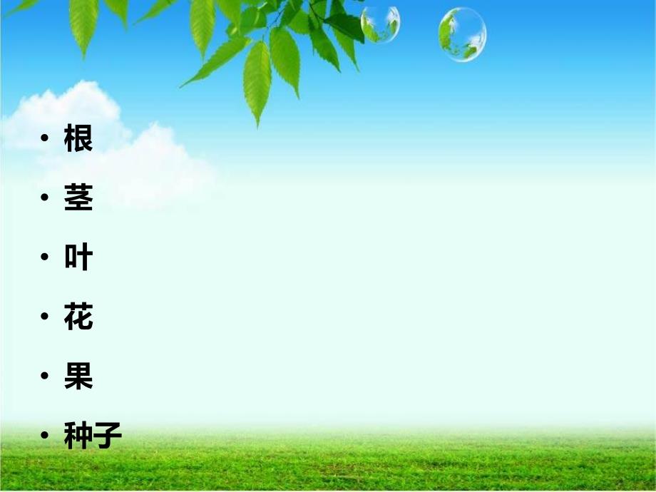 植物的六大营养器官.ppt_第2页