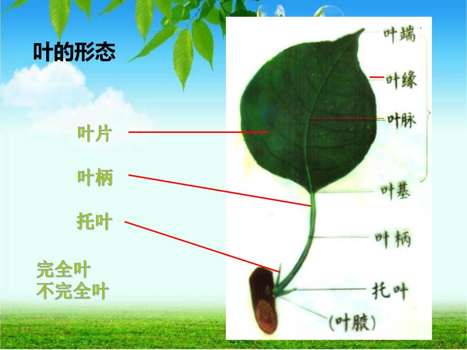 植物的六大营养器官.ppt_第3页