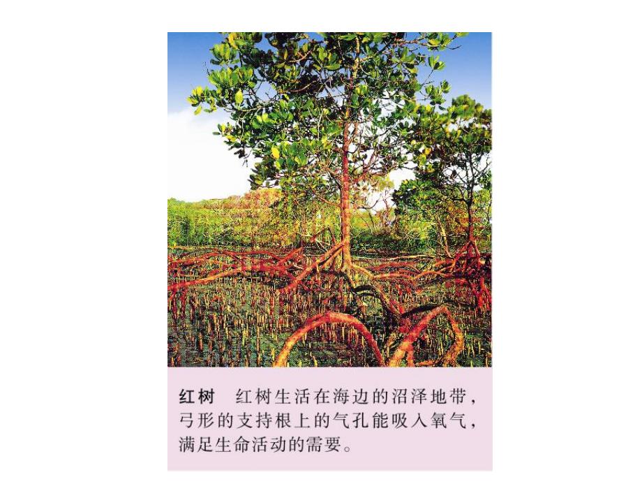 植物的呼吸作用.ppt_第2页