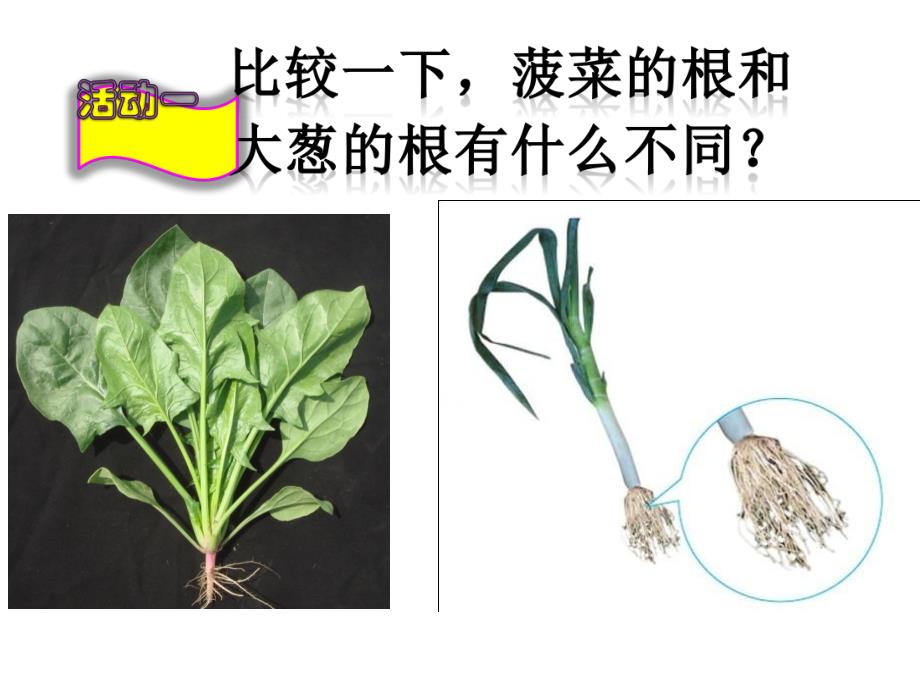 植物的根.ppt_第3页