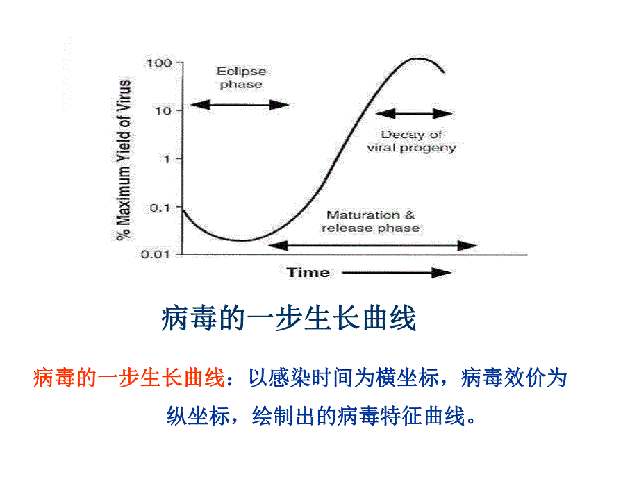 病毒的复制ppt课件名师编辑PPT课件.ppt_第3页