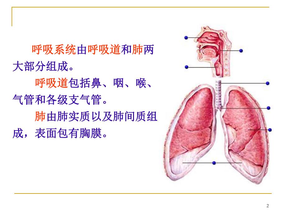 第06章呼吸系统.ppt_第2页