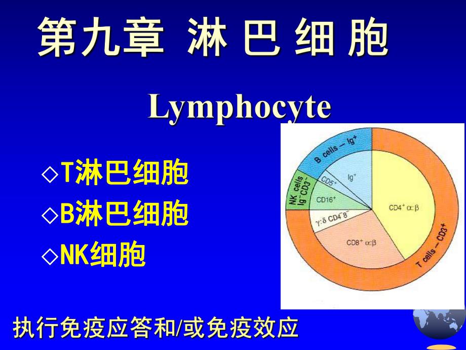 第0910章淋巴细胞.ppt_第2页