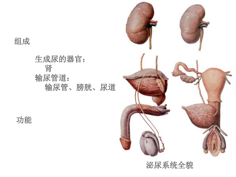 第07章泌尿系统ppt课件名师编辑PPT课件.ppt_第2页