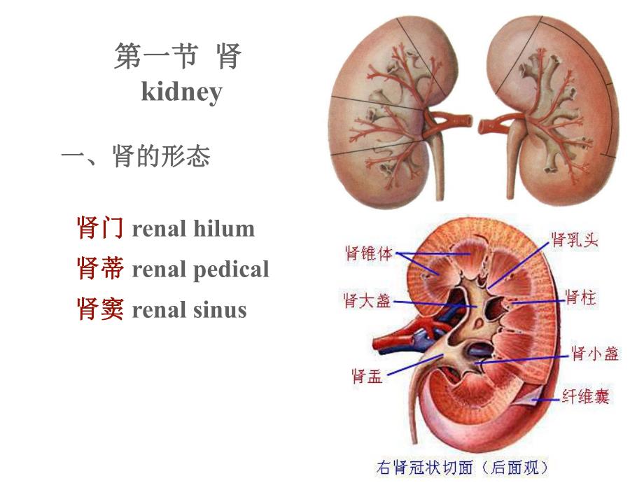 第07章泌尿系统ppt课件名师编辑PPT课件.ppt_第3页