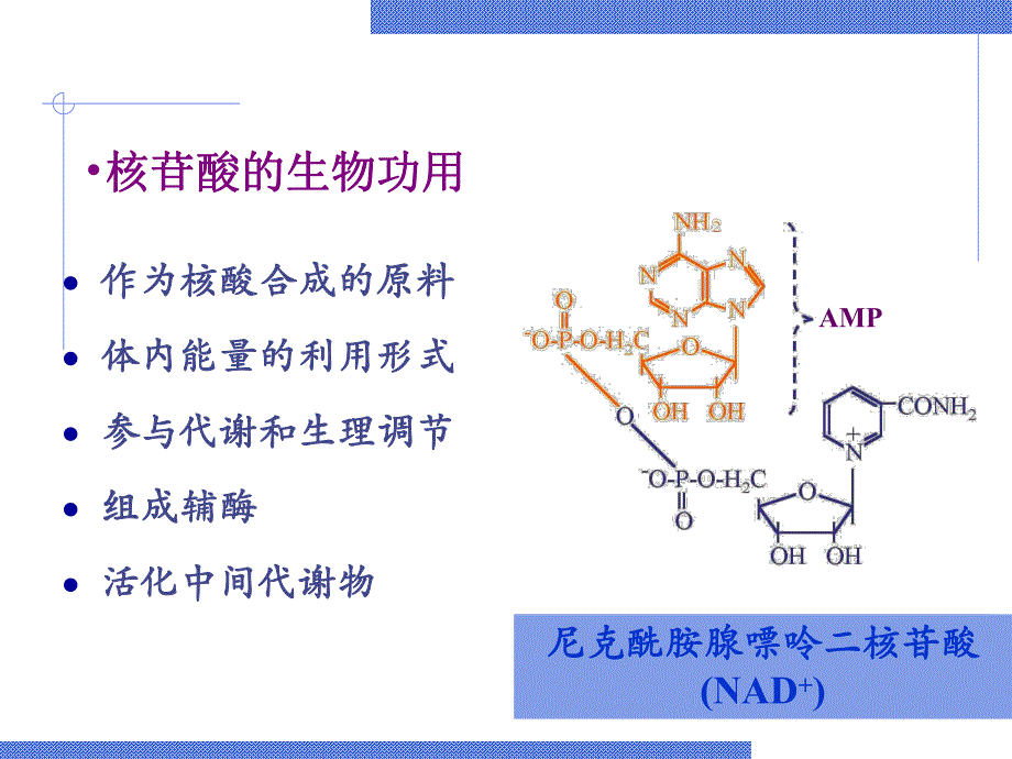 第10章核苷酸.ppt_第3页