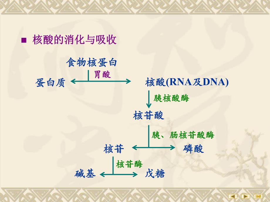 第10章核苷酸代谢.ppt_第3页