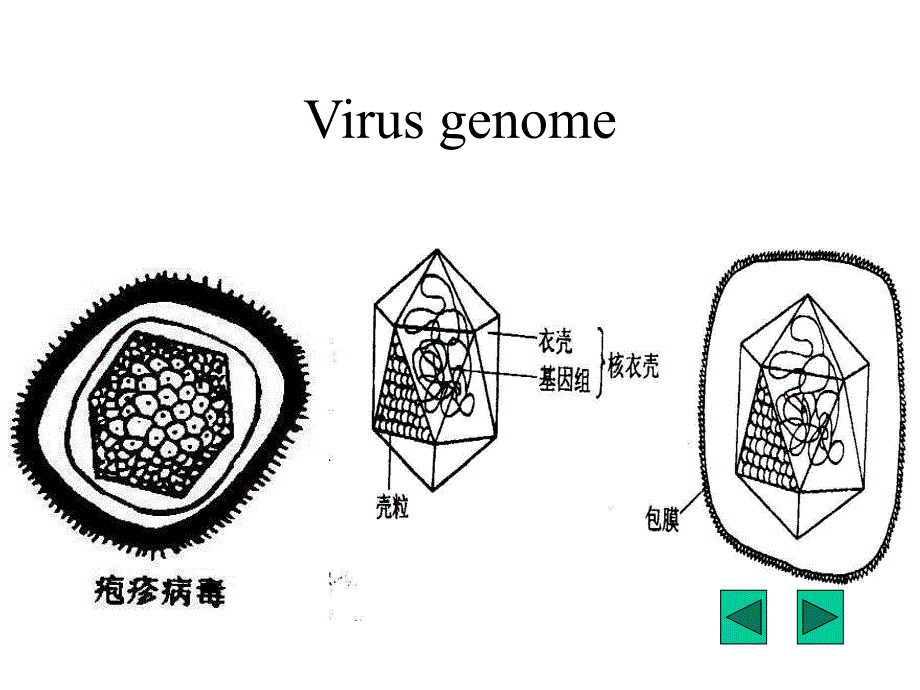 病毒基因组核酸的主要类型.ppt_第2页