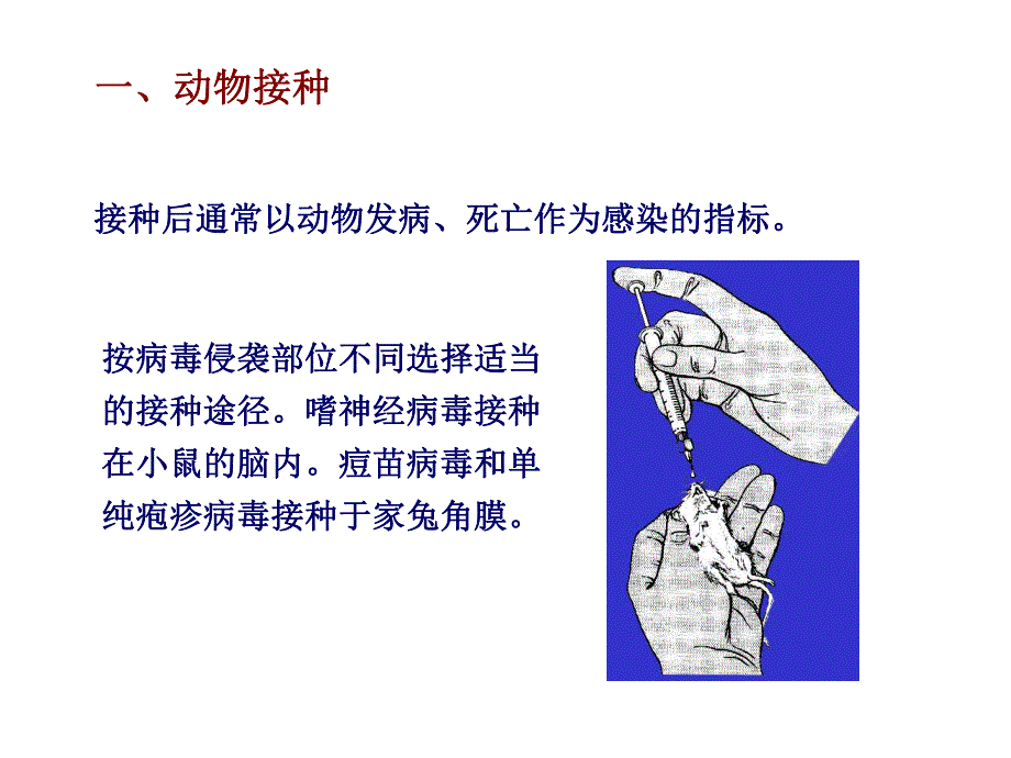 病毒与细胞的相互作用.ppt_第3页