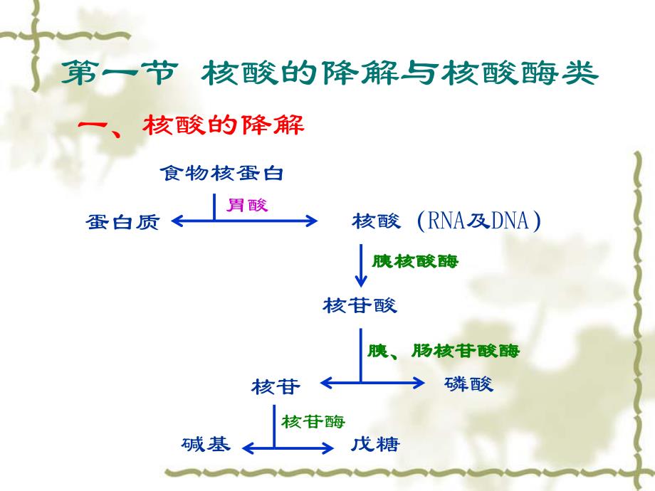 第10章核酸的降解与核苷酸代谢.ppt_第2页