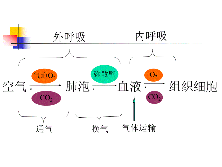 病理生理第16章呼吸衰竭.ppt_第2页