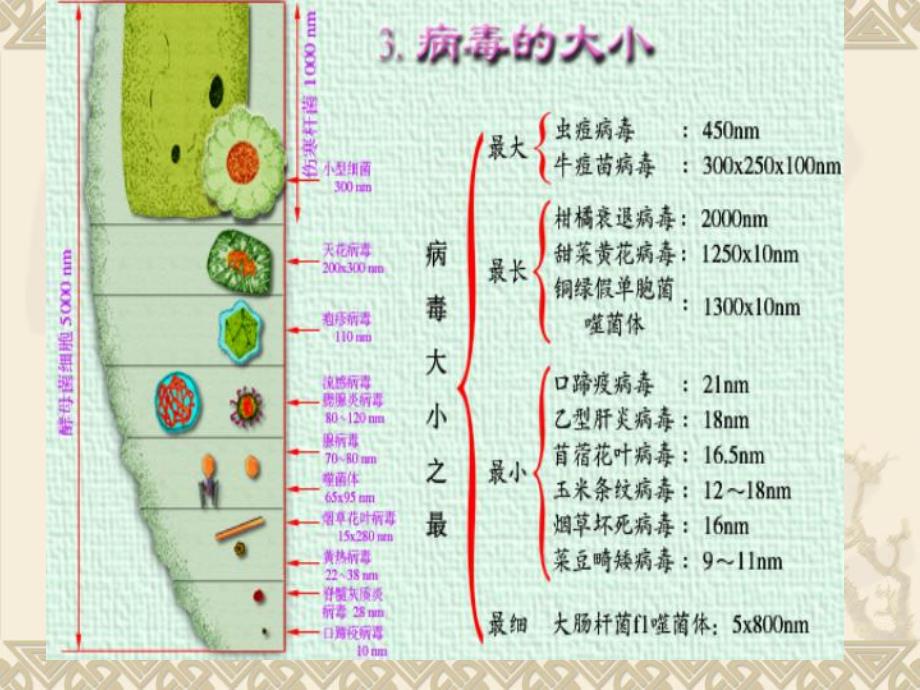 病毒形态与结构.ppt_第3页