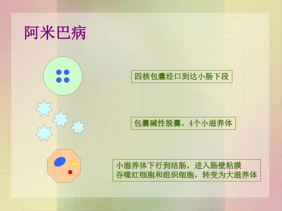 病理学寄生虫.ppt_第3页