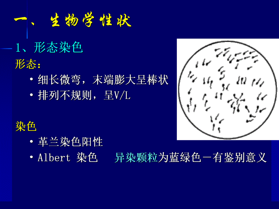 第12章其他致病菌.ppt_第3页