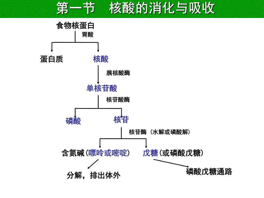 第12章核苷酸代谢.ppt_第3页