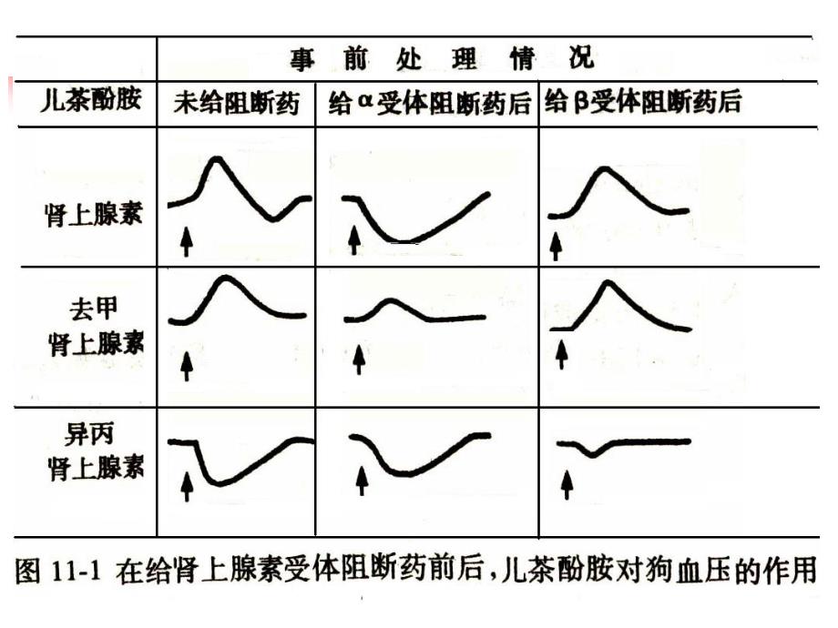 第11章肾上腺素受体阻断药.ppt_第3页