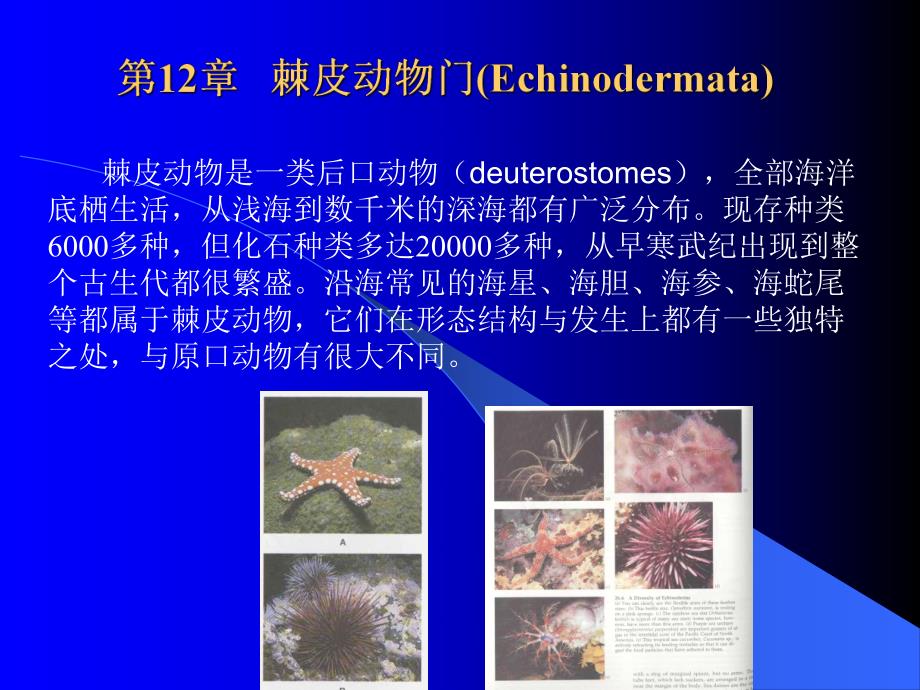 第12章棘皮动物门.ppt_第1页