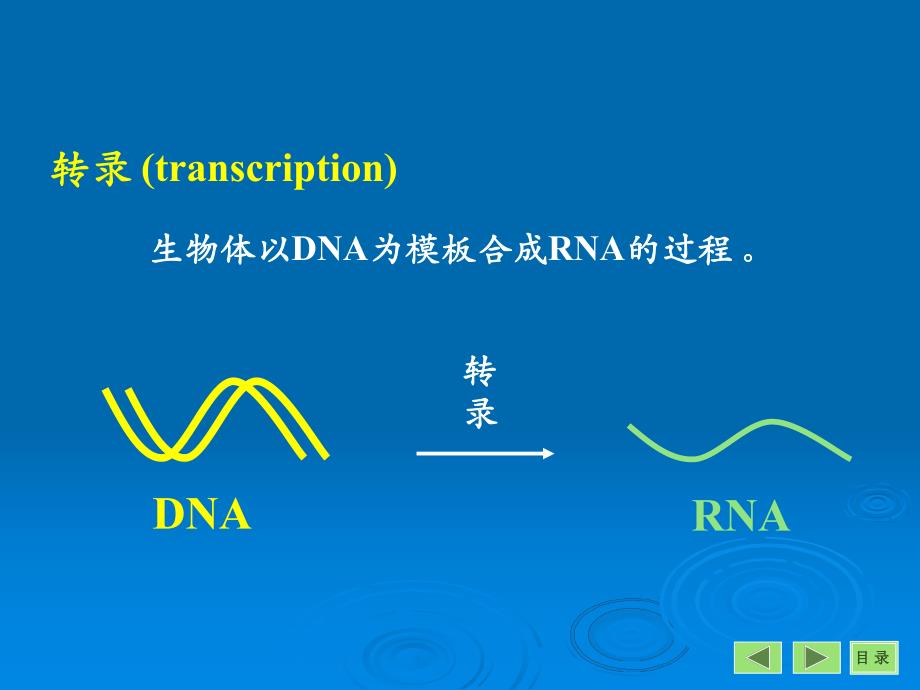 第12章转录.ppt_第2页