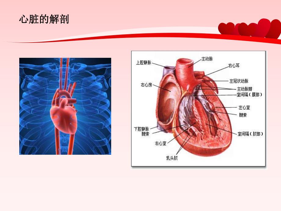 常见心脏病的预防与治疗名师编辑PPT课件.ppt_第2页