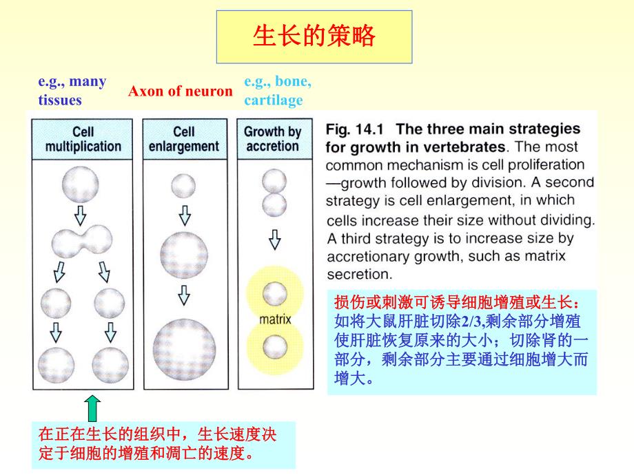 8胚后生长及变态.ppt_第3页