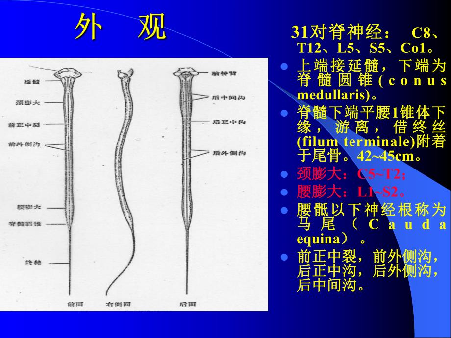 8脊髓疾病医大课件.ppt_第3页