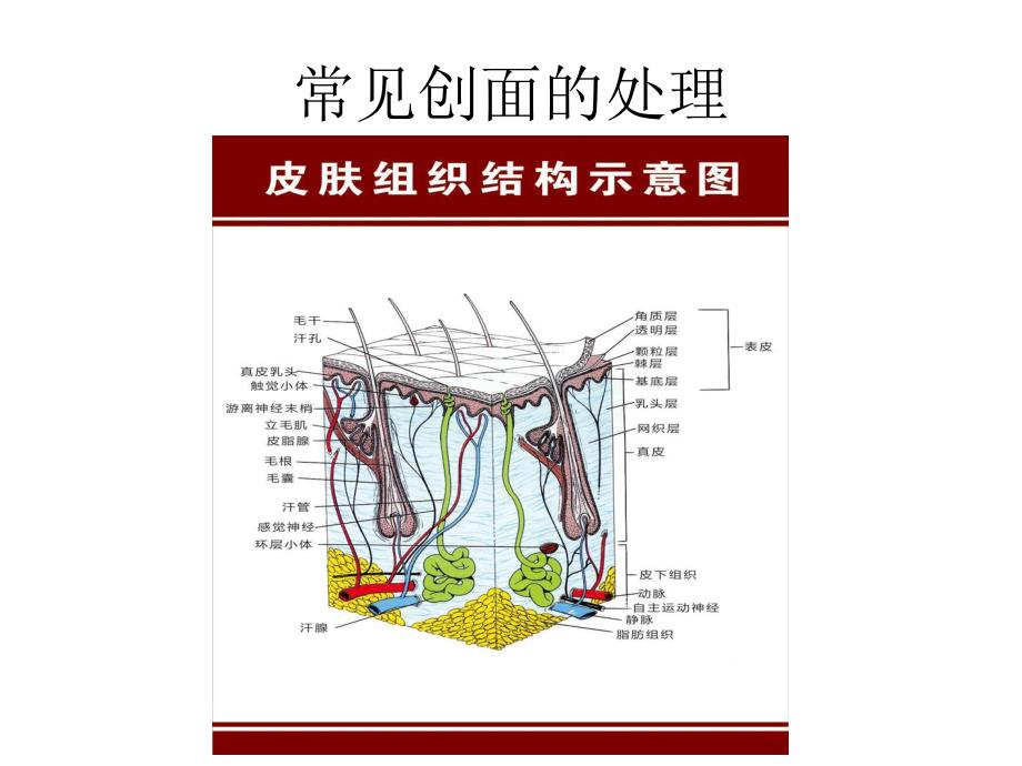 常见创面的处理.ppt_第1页