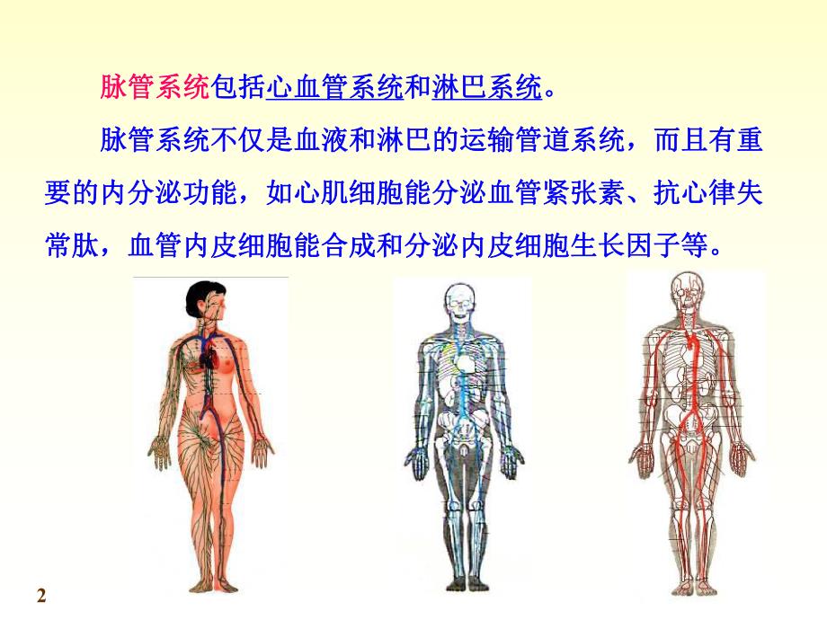 8心血管系统06.ppt_第2页