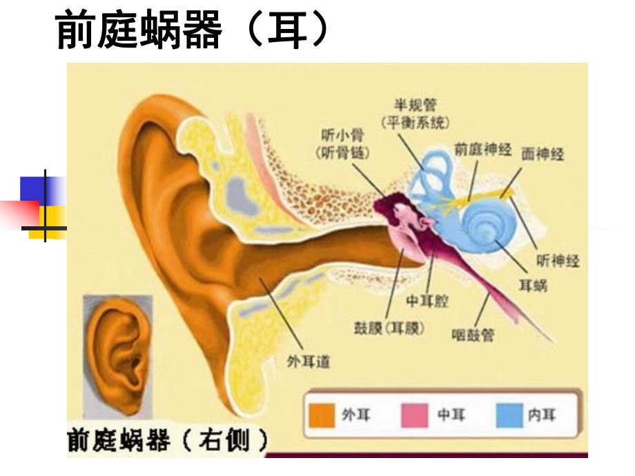 8第八章感觉器官前庭蜗器1.ppt_第2页