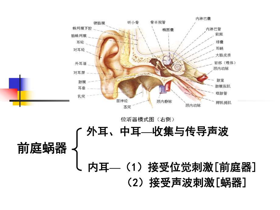 8第八章感觉器官前庭蜗器1.ppt_第3页