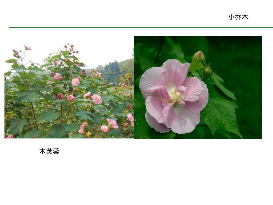 常见园林植物图谱.ppt_第1页